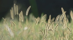 Bristle Grass.jpg