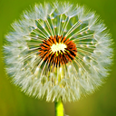 Dandelion.tif