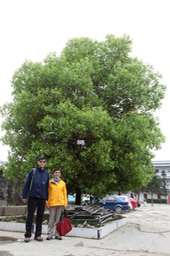 西洛中學香樟樹2011